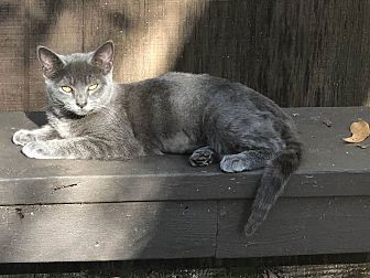 Clyde, an adoptable Domestic Short Hair in Ocala, FL, 34475 | Photo Image 1