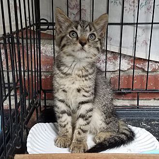 Lilly, an adoptable Domestic Short Hair in Ocala, FL, 34475 | Photo Image 1