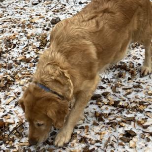 Dog For Adoption Peaches A Golden Retriever In Minnetonka Mn Petfinder