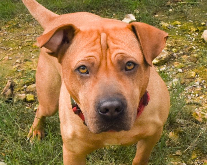 Chance, an adoptable Labrador Retriever & Shar-Pei Mix in Lago Vista, TX_image-1