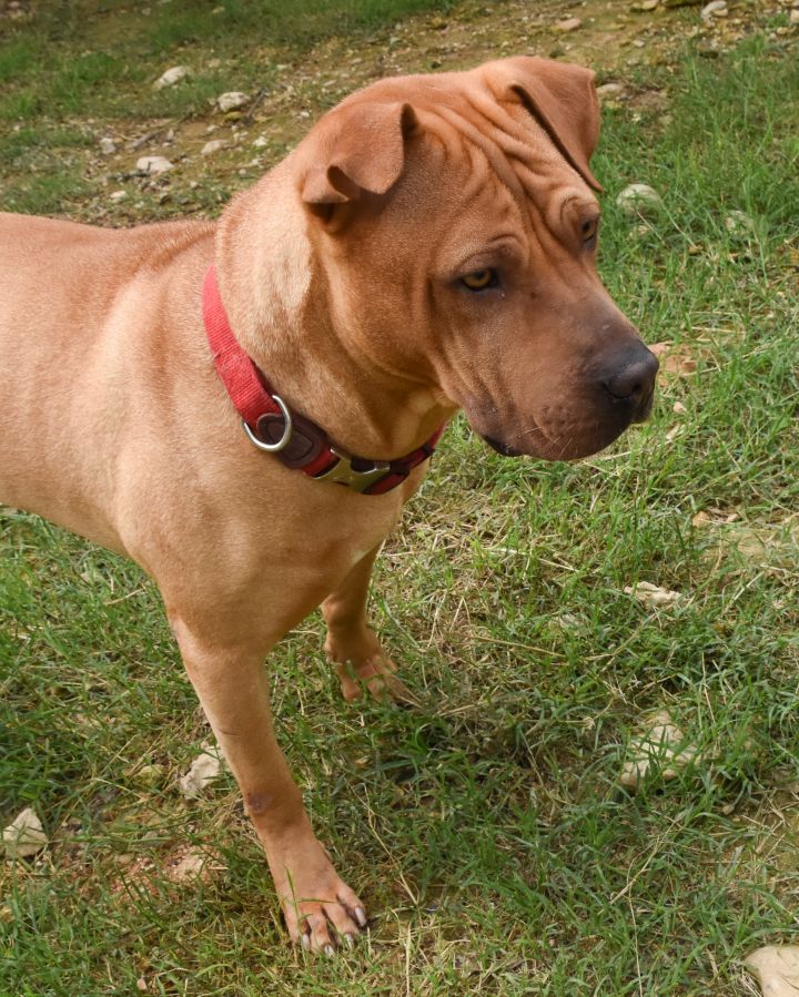 Chance, an adoptable Labrador Retriever & Shar-Pei Mix in Lago Vista, TX_image-2