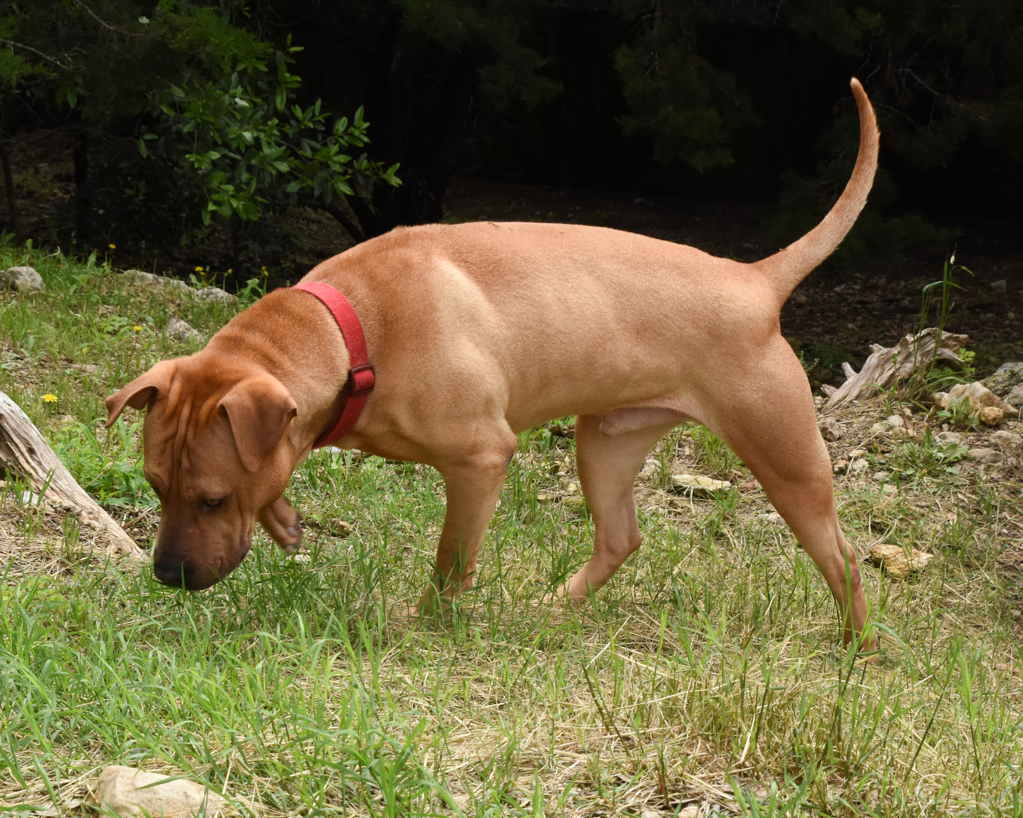 Chance, an adoptable Labrador Retriever, Shar-Pei in Lago Vista, TX, 78645 | Photo Image 4