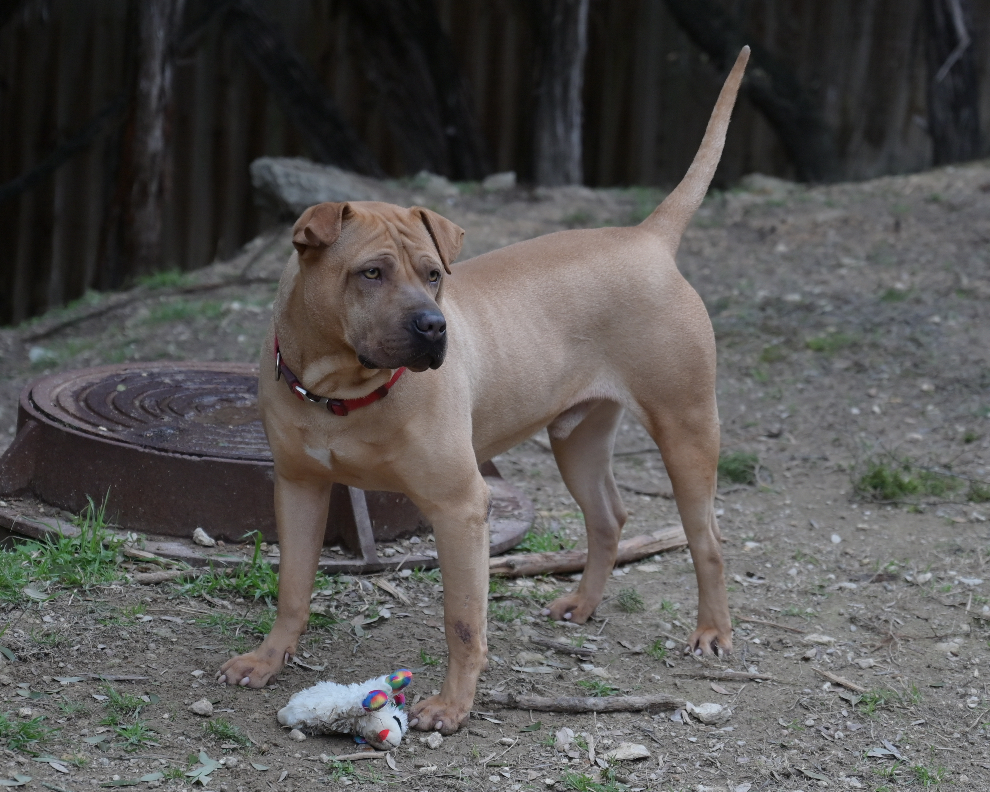 Chance, an adoptable Labrador Retriever, Shar-Pei in Lago Vista, TX, 78645 | Photo Image 5