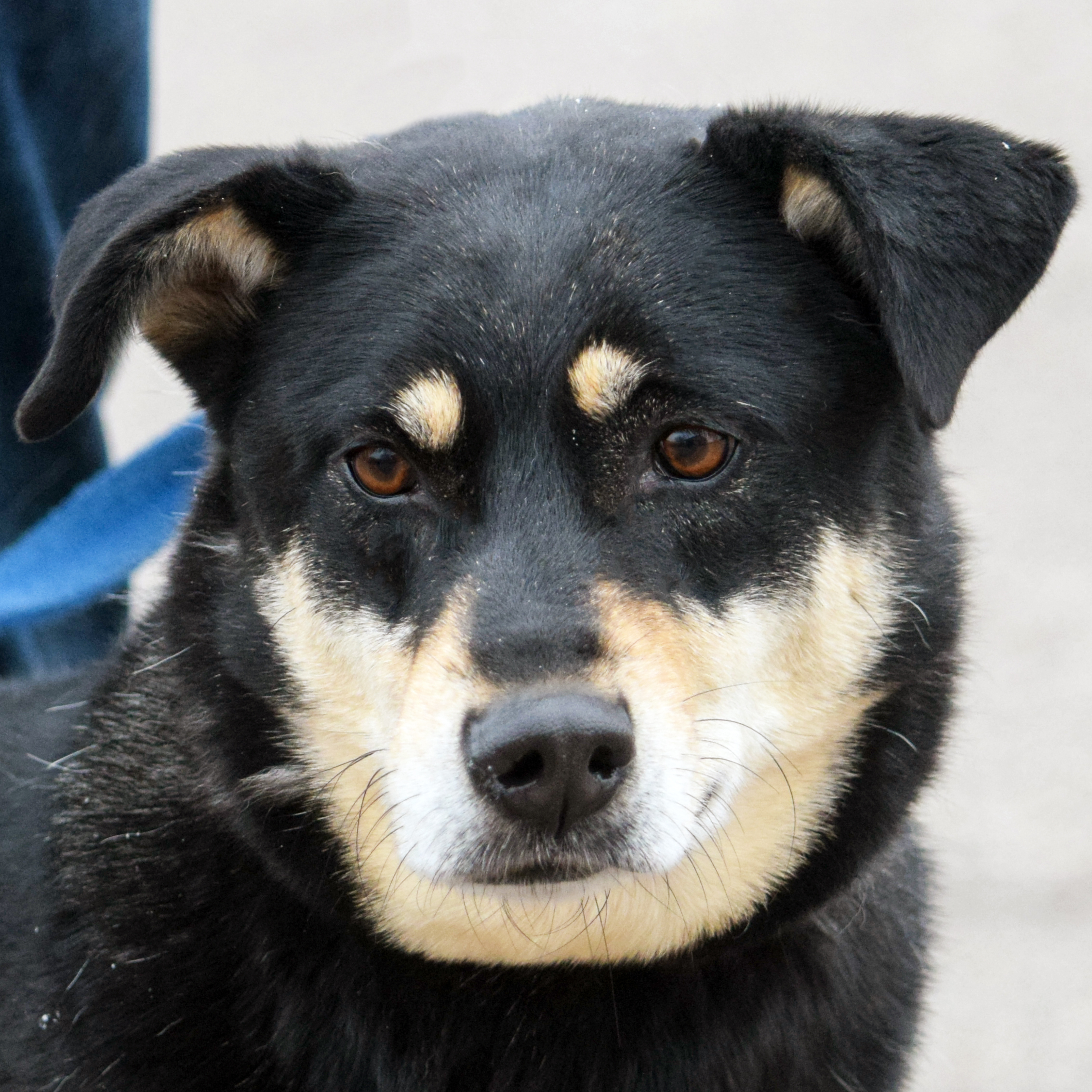 Molly, an adoptable German Shepherd Dog, Black Labrador Retriever in Huntley, IL, 60142 | Photo Image 1