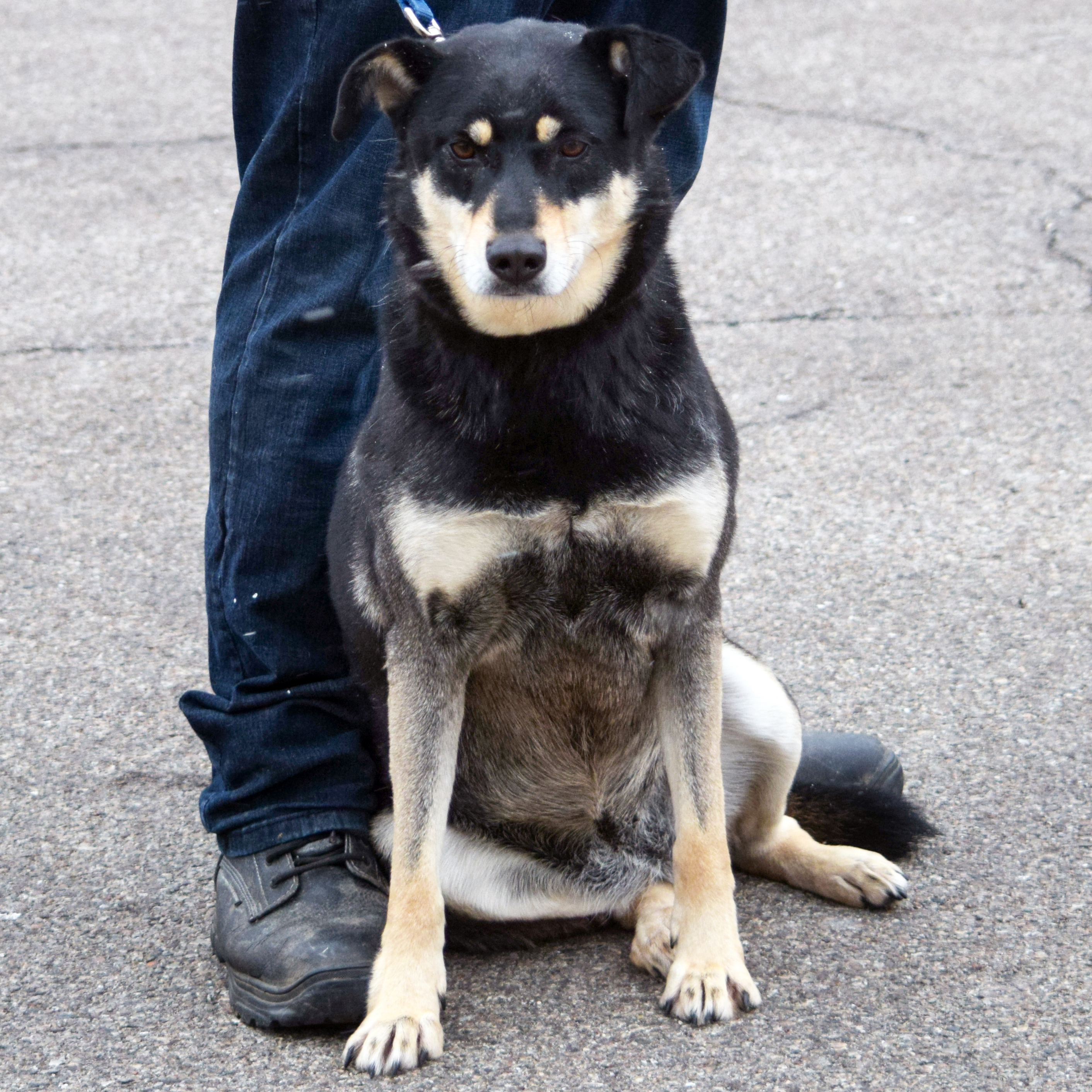 Molly, an adoptable German Shepherd Dog, Black Labrador Retriever in Huntley, IL, 60142 | Photo Image 2