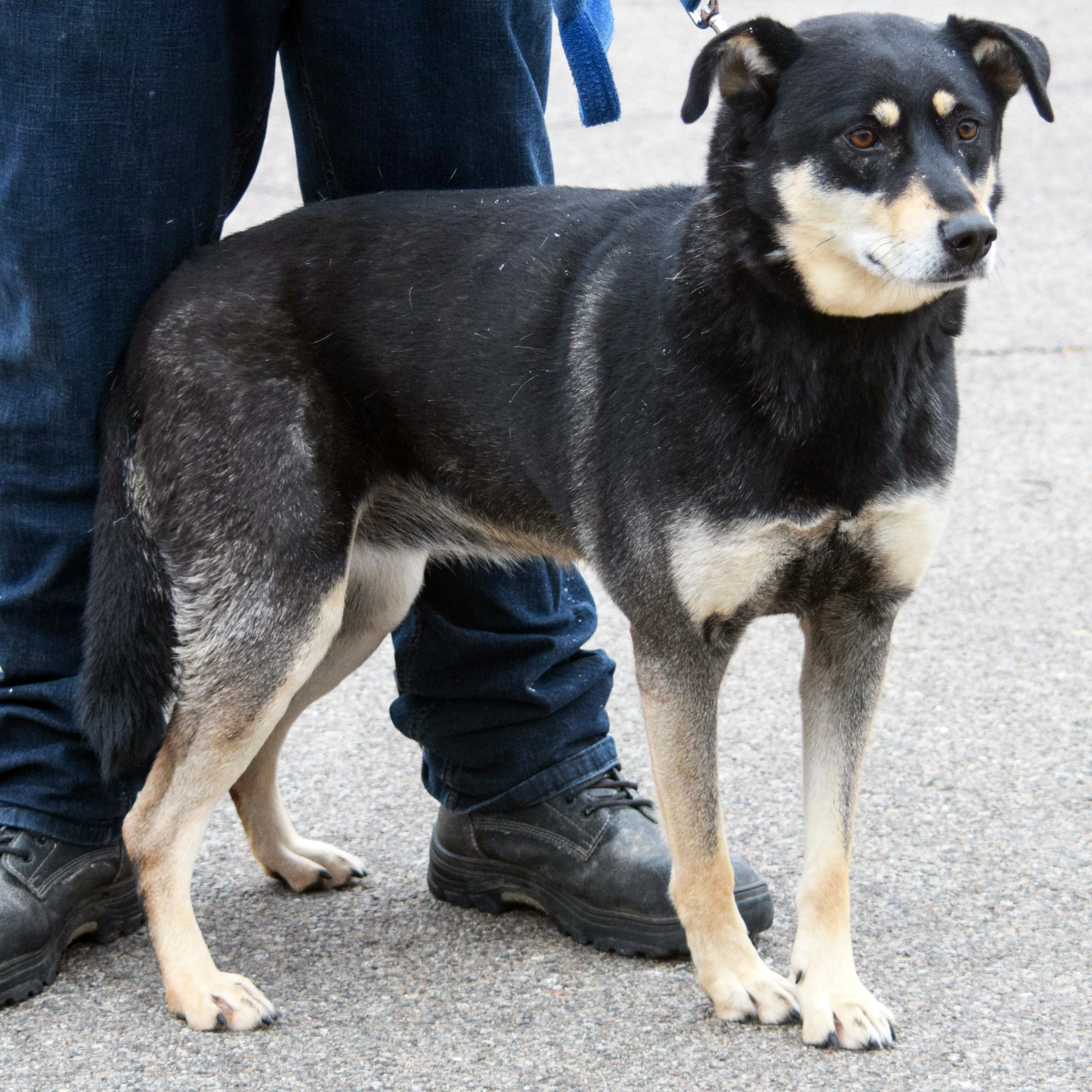 Molly, an adoptable German Shepherd Dog, Black Labrador Retriever in Huntley, IL, 60142 | Photo Image 3