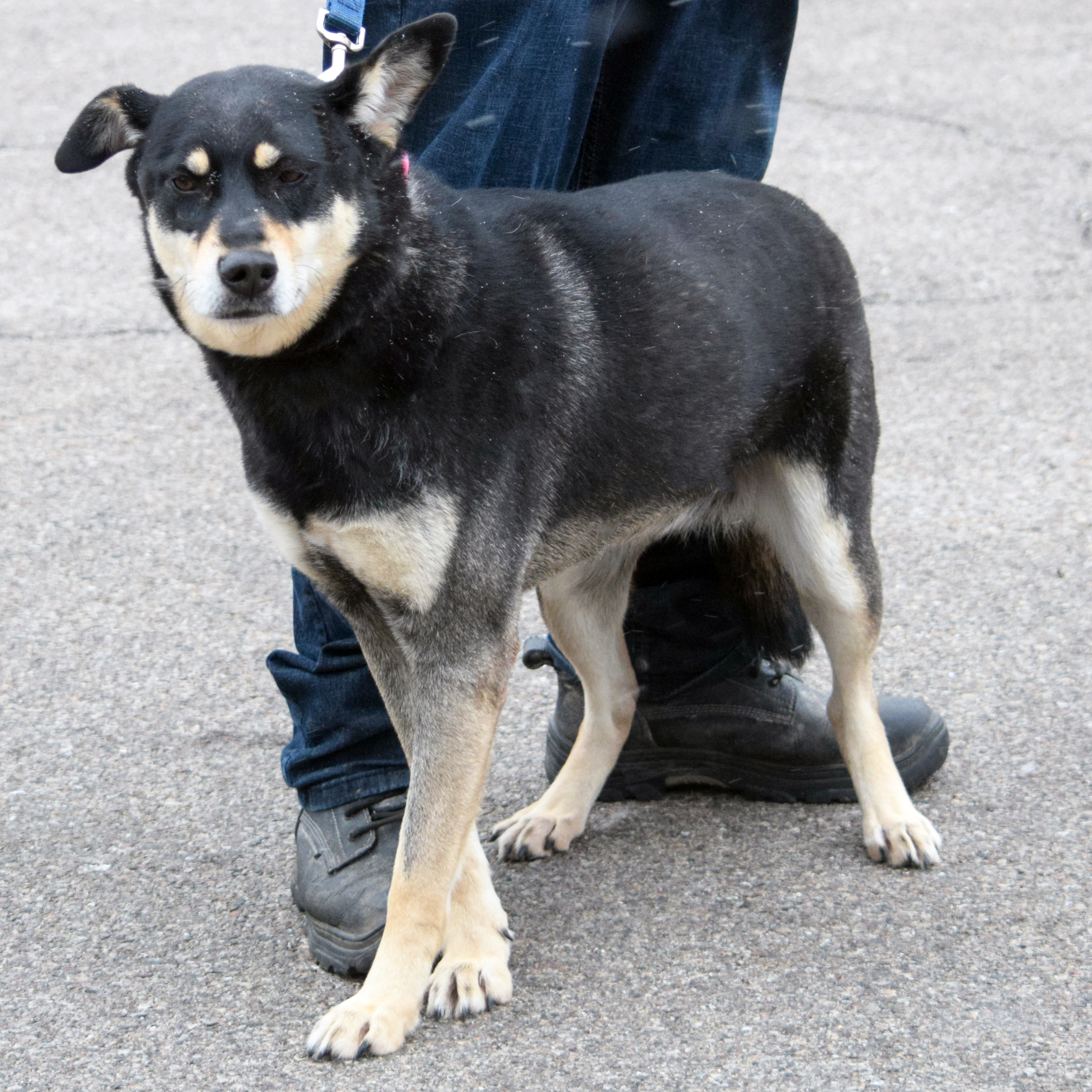 Molly, an adoptable German Shepherd Dog, Black Labrador Retriever in Huntley, IL, 60142 | Photo Image 4