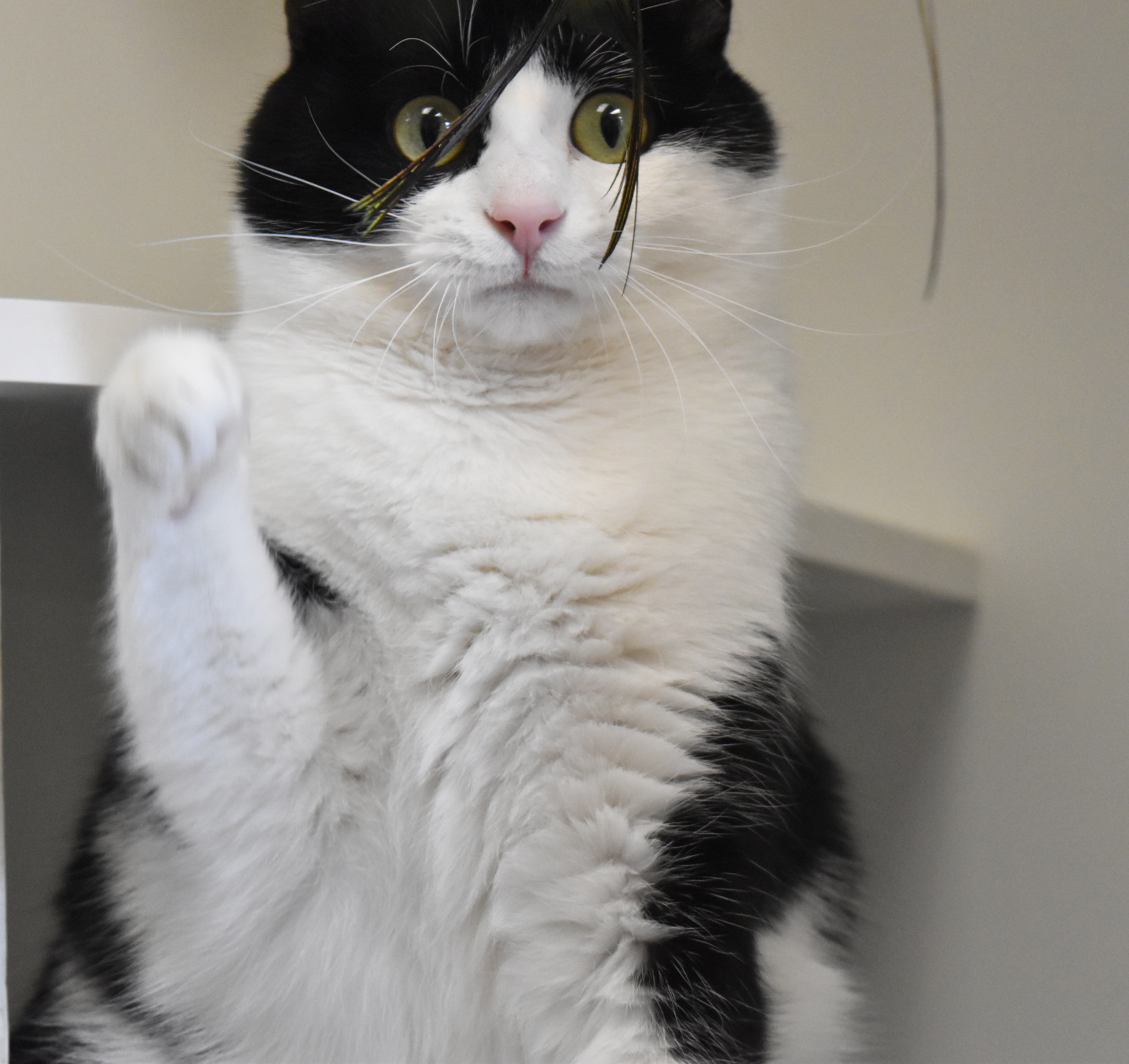 Journey, an adoptable Domestic Short Hair in Bloomfield, CT, 06002 | Photo Image 2