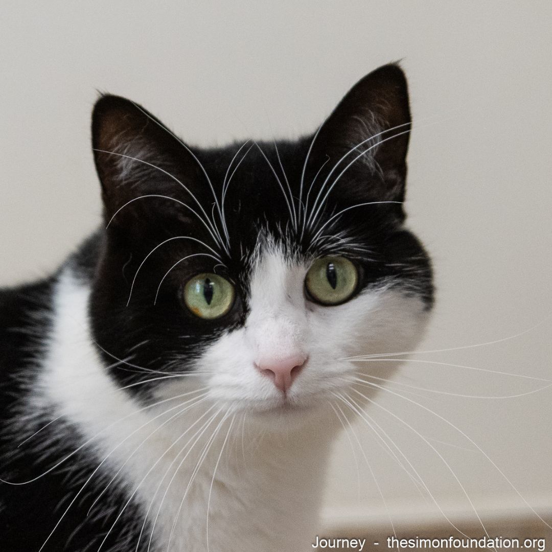 Journey, an adoptable Domestic Short Hair in Bloomfield, CT, 06002 | Photo Image 1