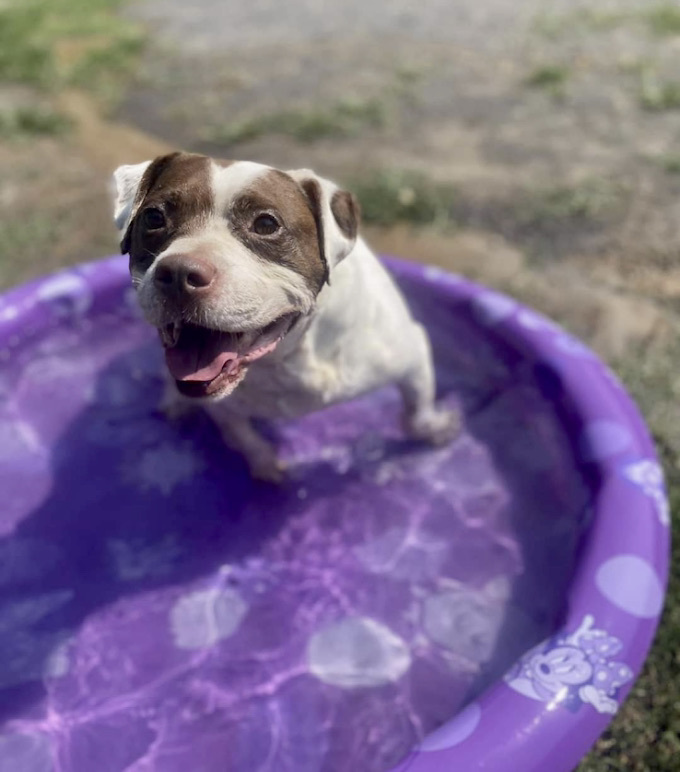 Meatball , an adoptable American Staffordshire Terrier in Georgetown, TN, 37336 | Photo Image 1