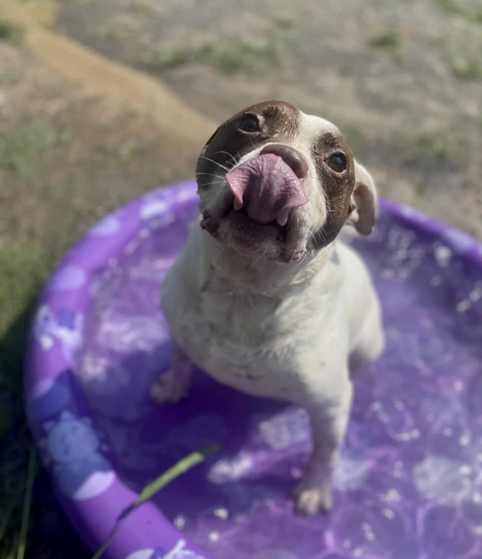 Meatball , an adoptable American Staffordshire Terrier in Georgetown, TN, 37336 | Photo Image 4