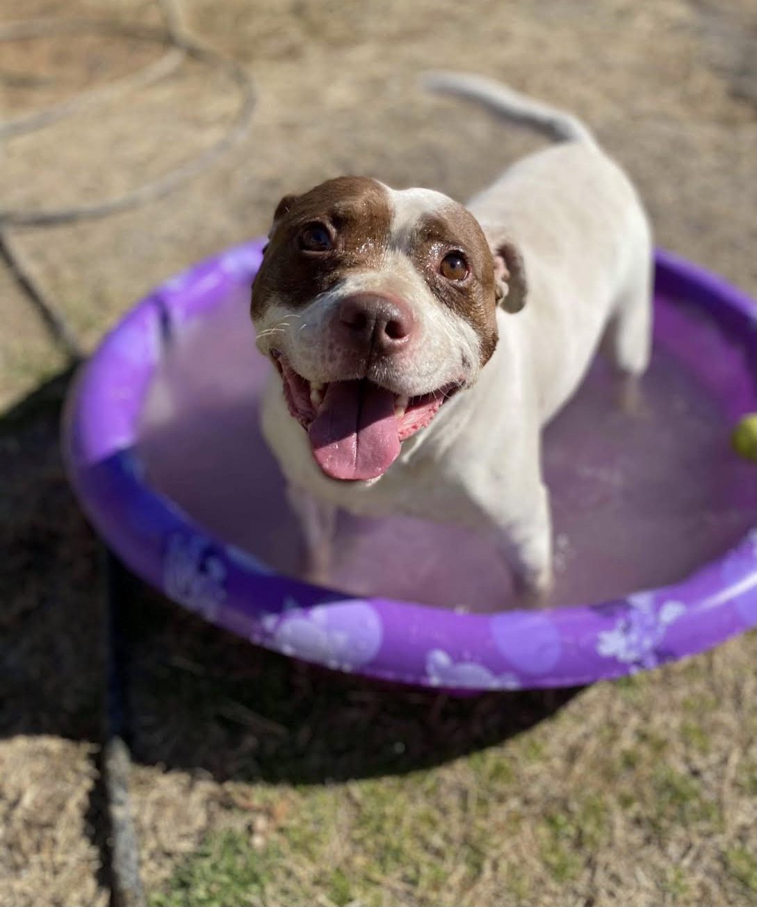 Meatball , an adoptable American Staffordshire Terrier in Georgetown, TN, 37336 | Photo Image 5