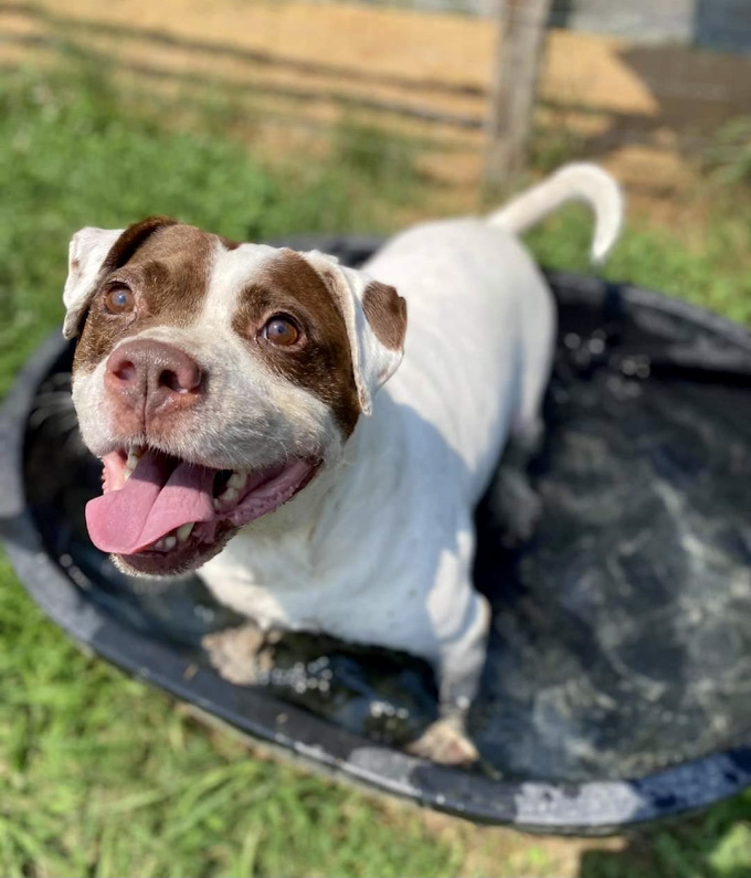 Meatball , an adoptable American Staffordshire Terrier in Georgetown, TN, 37336 | Photo Image 6