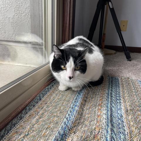 Charles, an adoptable Domestic Short Hair in Milford, IA, 51351 | Photo Image 3