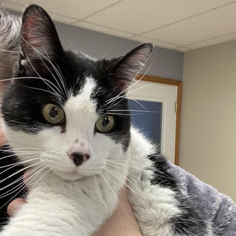 Charles, an adoptable Domestic Short Hair in Milford, IA, 51351 | Photo Image 5