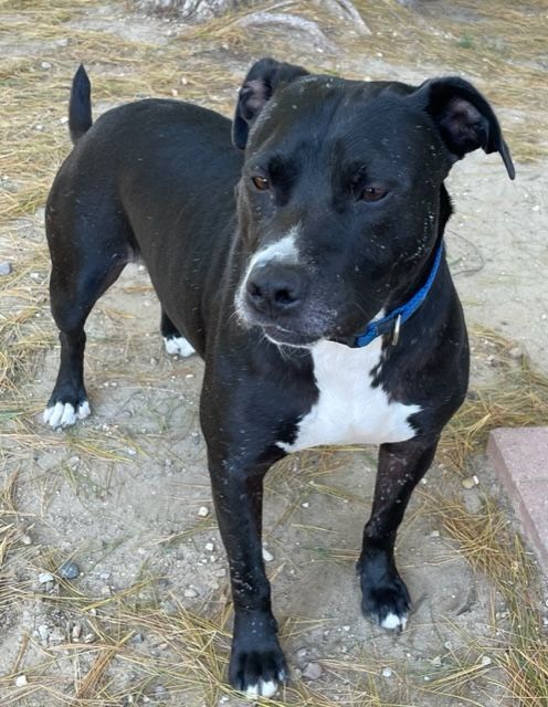Lucky, an adoptable Terrier in Lapeer, MI, 48446 | Photo Image 1
