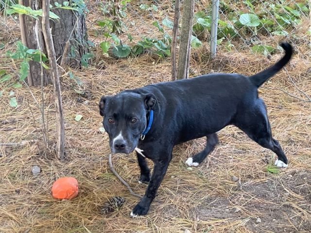Lucky, an adoptable Terrier in Lapeer, MI, 48446 | Photo Image 2