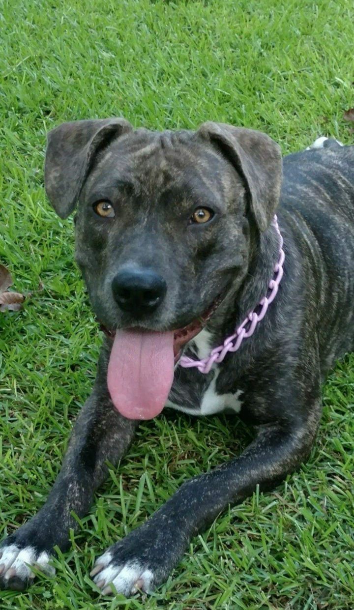 Dog For Adoption Bella A Pit Bull Terrier Presa Canario Mix In Albany Ga Petfinder