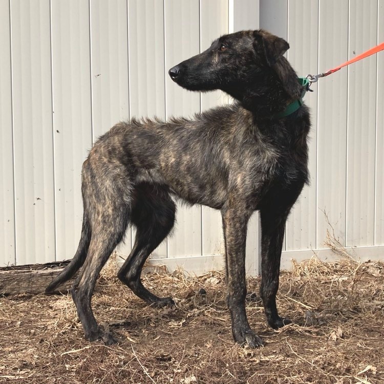 Lucy, an adoptable Greyhound, Belgian Shepherd / Malinois in Inver Grove Heights, MN, 55076 | Photo Image 2