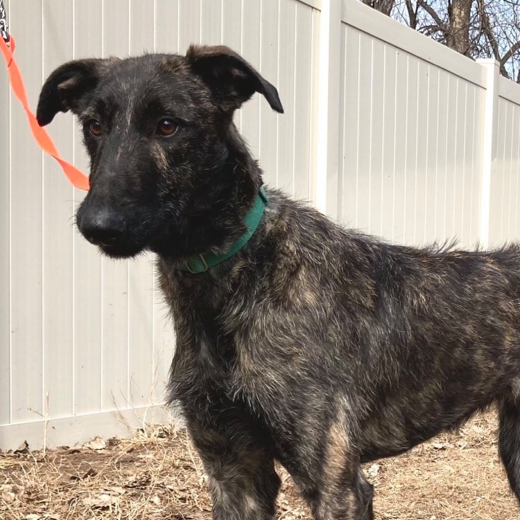 Lucy, an adoptable Greyhound, Belgian Shepherd / Malinois in Inver Grove Heights, MN, 55076 | Photo Image 3