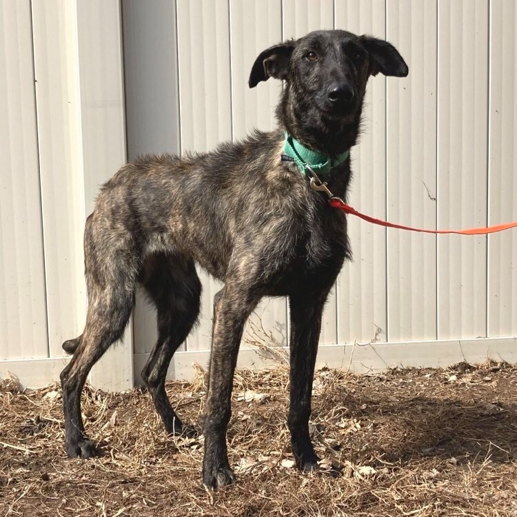 Lucy, an adoptable Greyhound, Belgian Shepherd / Malinois in Inver Grove Heights, MN, 55076 | Photo Image 4