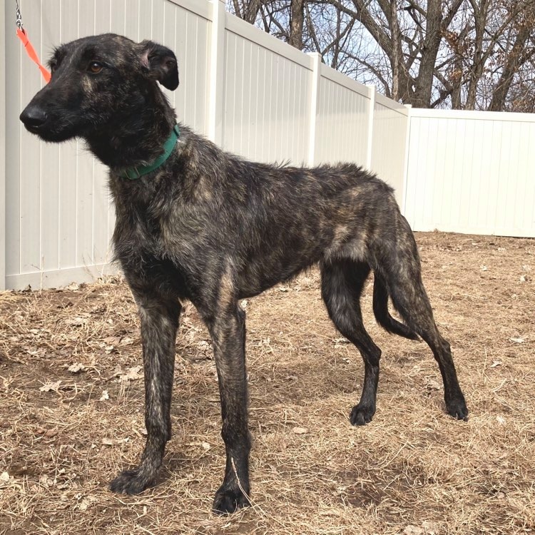 Lucy, an adoptable Greyhound, Belgian Shepherd / Malinois in Inver Grove Heights, MN, 55076 | Photo Image 5