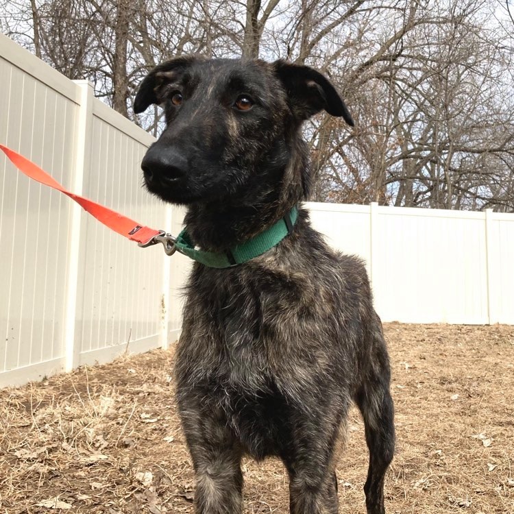 Lucy, an adoptable Greyhound, Belgian Shepherd / Malinois in Inver Grove Heights, MN, 55076 | Photo Image 1