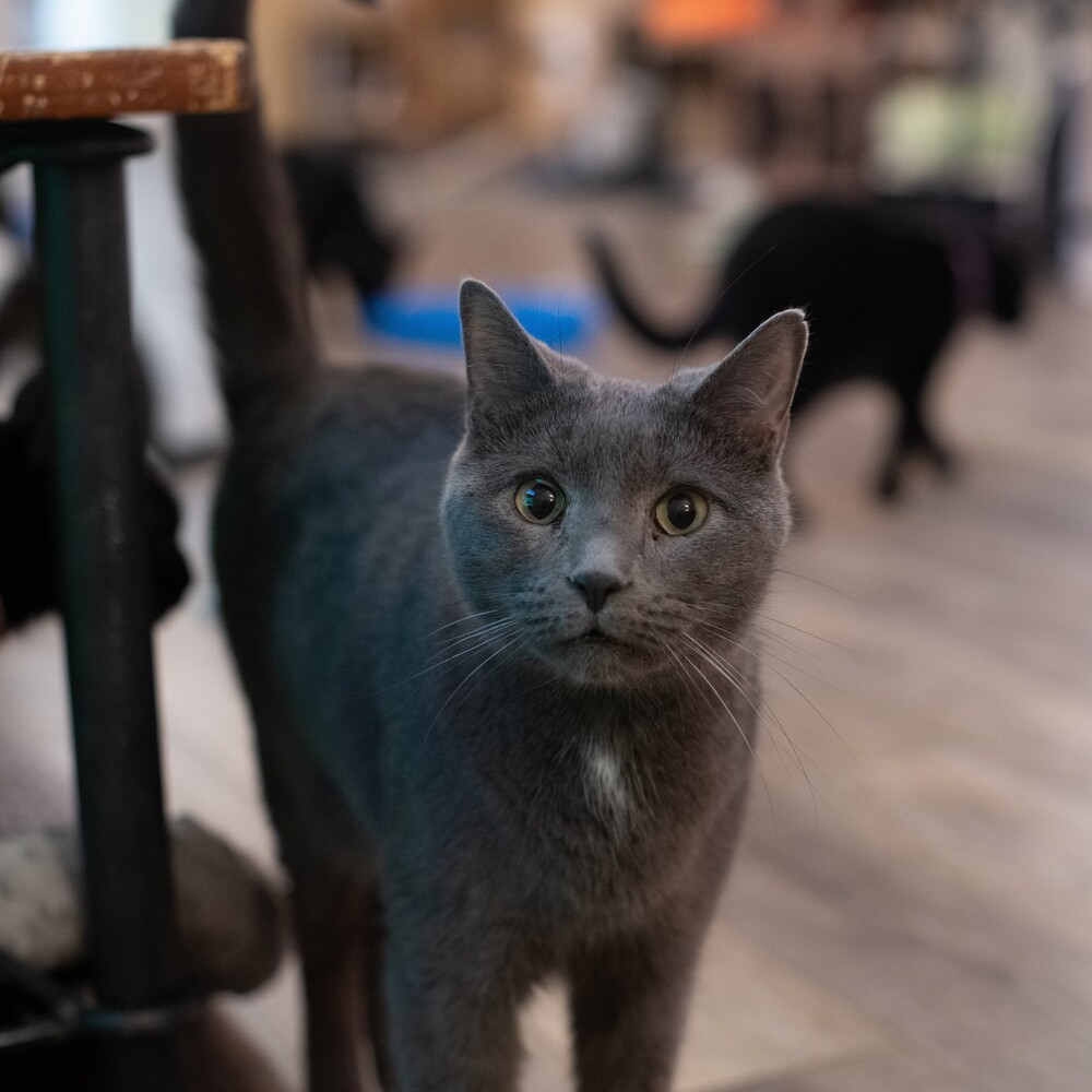 Jughead, an adoptable Domestic Short Hair in Huntington, NY, 11743 | Photo Image 1