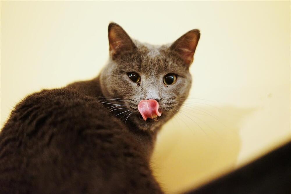 Jughead, an adoptable Domestic Short Hair in Huntington, NY, 11743 | Photo Image 2