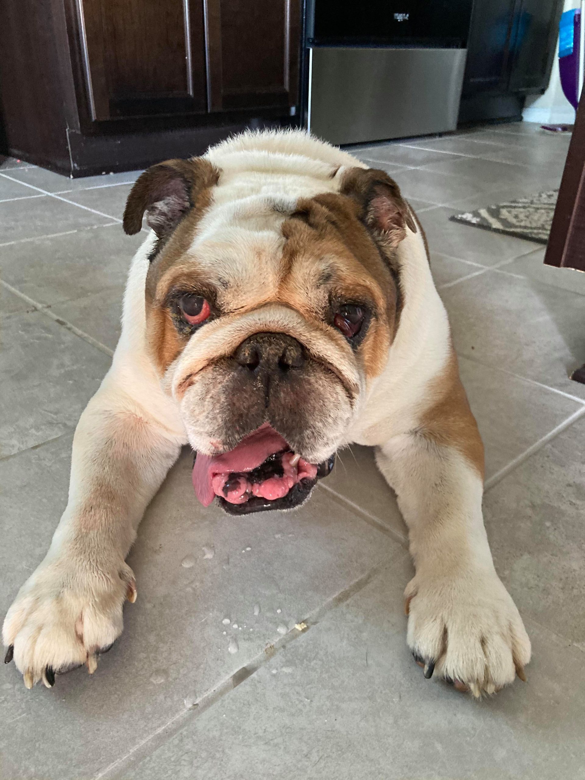 Dog for adoption Burgers, an English Bulldog in Austin