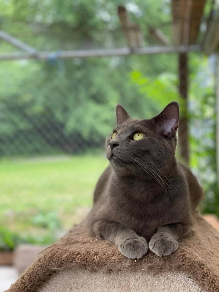 Valor, an adoptable Domestic Short Hair in Meriden, CT, 06451 | Photo Image 1