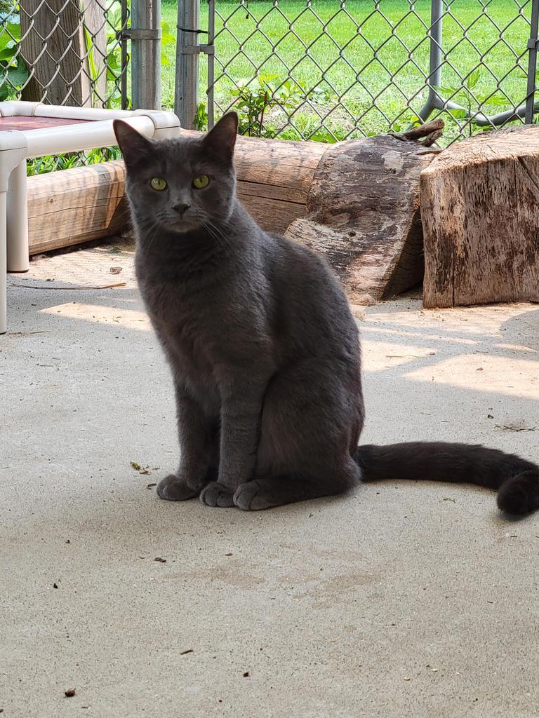 Valor, an adoptable Domestic Short Hair in Meriden, CT, 06451 | Photo Image 4