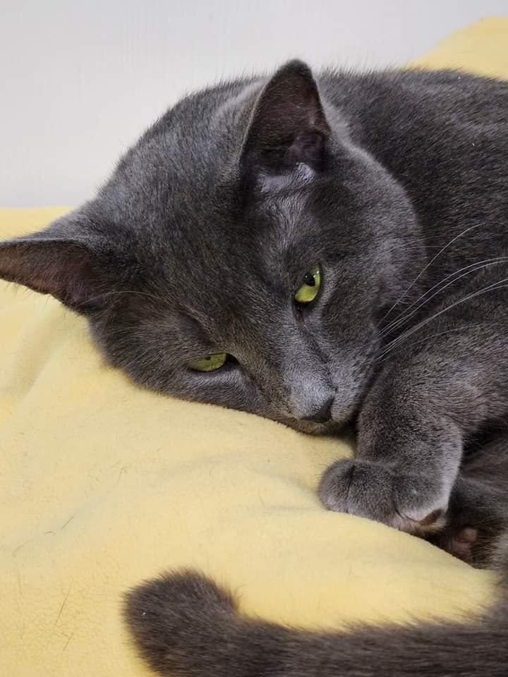 Valor, an adoptable Domestic Short Hair in Meriden, CT, 06451 | Photo Image 5