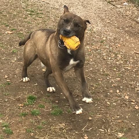 Belgian malinois x sales pitbull