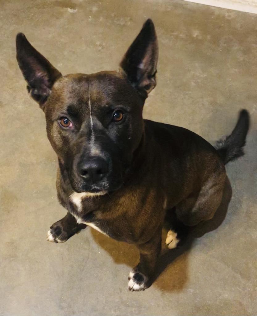 Emmett, an adoptable Belgian Shepherd / Malinois, American Bulldog in Washburn, MO, 65772 | Photo Image 2