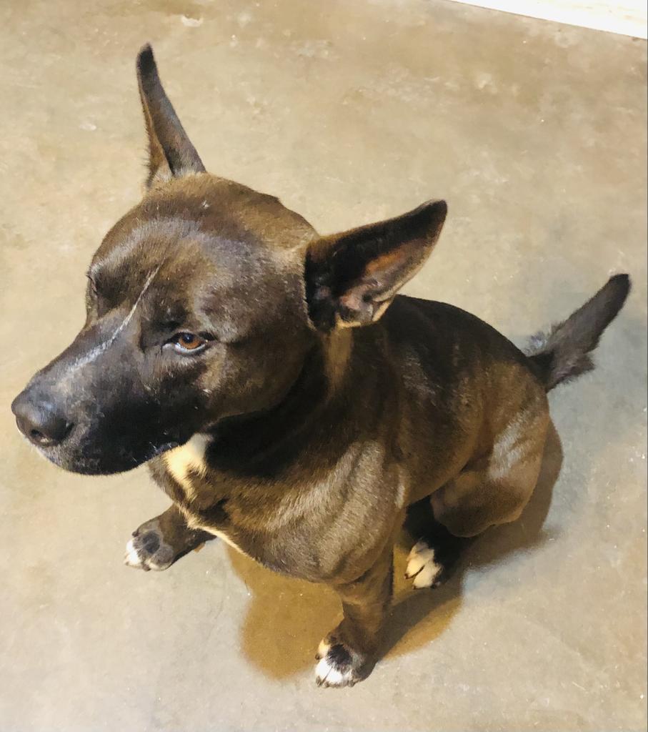 Emmett, an adoptable Belgian Shepherd / Malinois, American Bulldog in Washburn, MO, 65772 | Photo Image 3