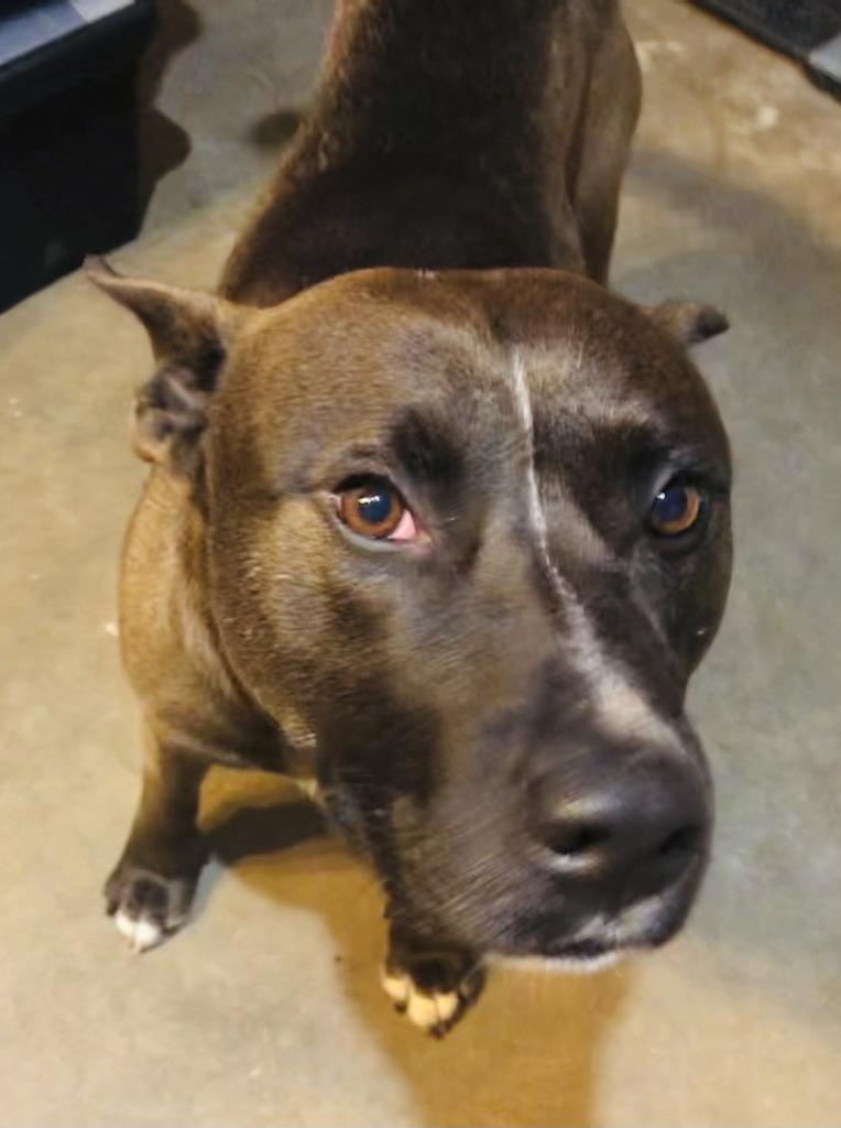 Emmett, an adoptable Belgian Shepherd / Malinois, American Bulldog in Washburn, MO, 65772 | Photo Image 6