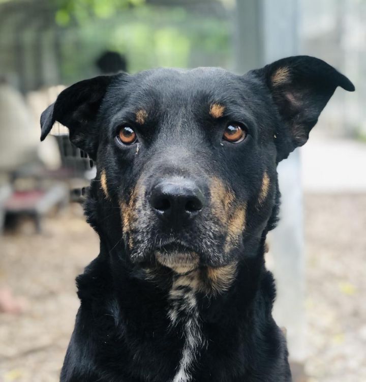 Bubba Lee, an adopted Rottweiler & Cattle Dog Mix in Washburn, MO_image-1