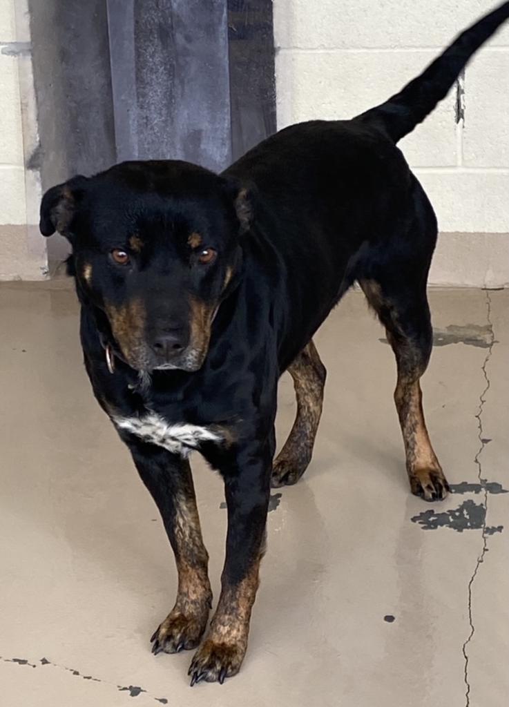 Bubba Lee, an adoptable Rottweiler, Cattle Dog in Washburn, MO, 65772 | Photo Image 2