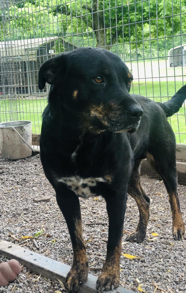 Bubba Lee, an adoptable Rottweiler, Cattle Dog in Washburn, MO, 65772 | Photo Image 3