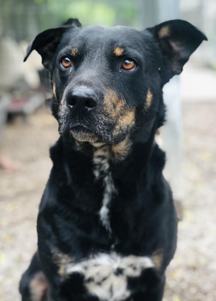 Bubba Lee, an adoptable Rottweiler, Cattle Dog in Washburn, MO, 65772 | Photo Image 4