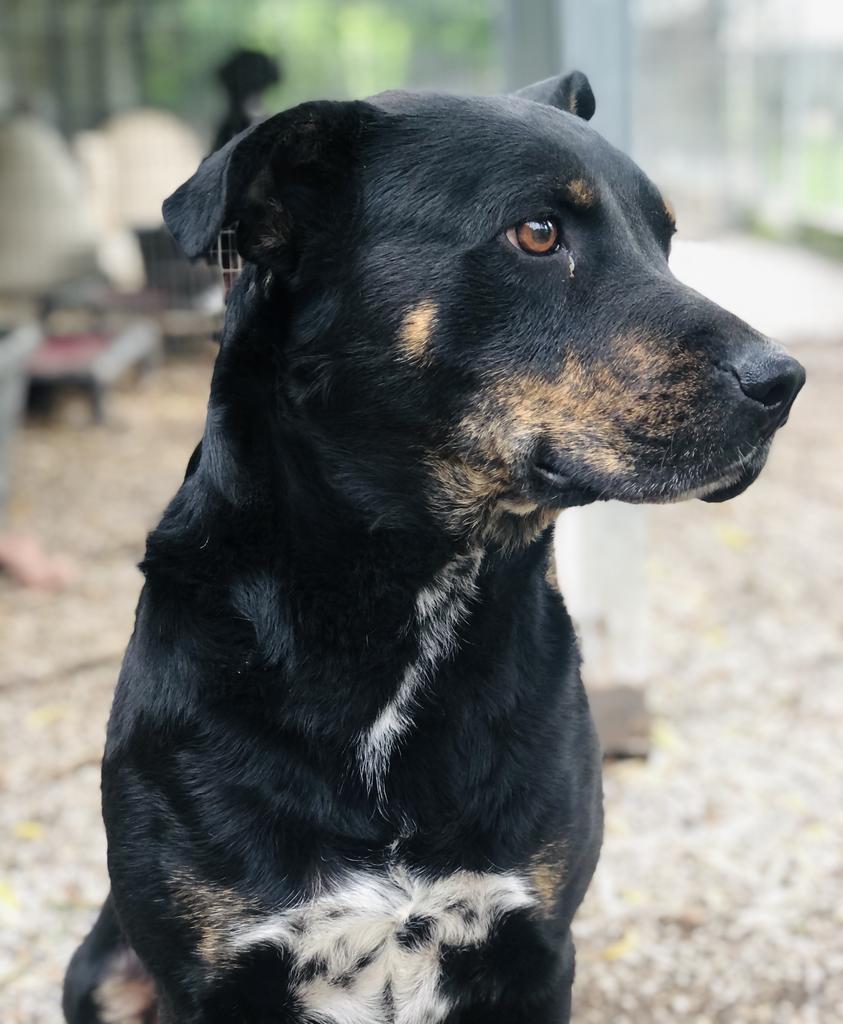 Bubba Lee, an adoptable Rottweiler, Cattle Dog in Washburn, MO, 65772 | Photo Image 5