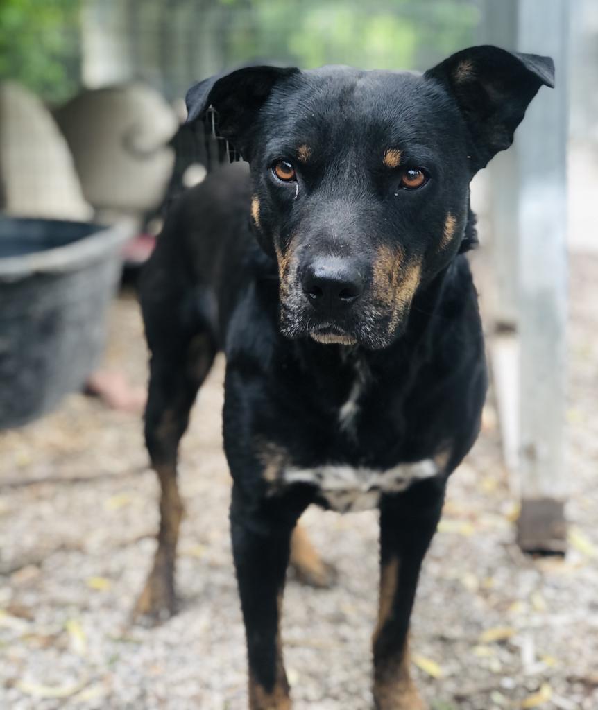 Bubba Lee, an adoptable Rottweiler, Cattle Dog in Washburn, MO, 65772 | Photo Image 6