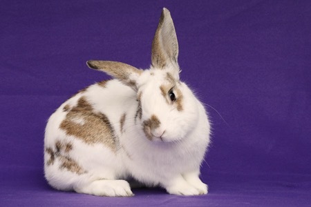 Sajan, an adoptable Bunny Rabbit in Scotts Valley, CA_image-1