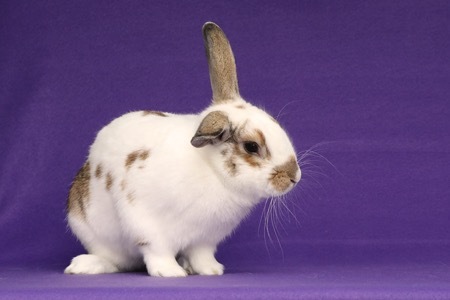 Sajan, an adoptable Bunny Rabbit in Scotts Valley, CA_image-2