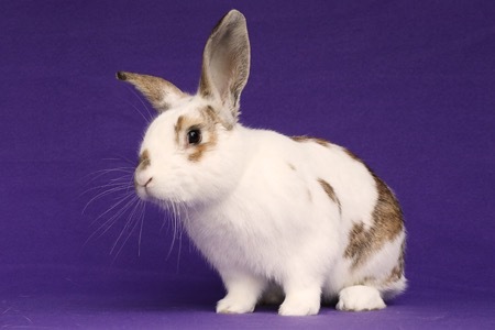 Sajan, an adoptable Bunny Rabbit in Scotts Valley, CA_image-4