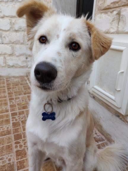 Oscar (20210310-01), an adoptable Mixed Breed in Ridgeway, ON, L0S 1N0 | Photo Image 2