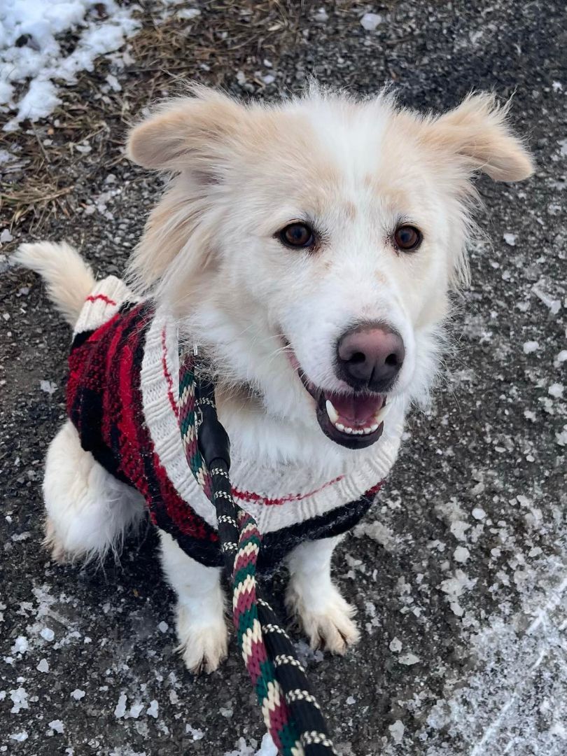 Oscar (20210310-01), an adoptable Mixed Breed in Niagara Falls, ON, L2E 5J4 | Photo Image 4