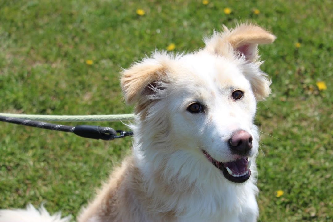 Oscar (20210310-01), an adoptable Mixed Breed in Ridgeway, ON, L0S 1N0 | Photo Image 5