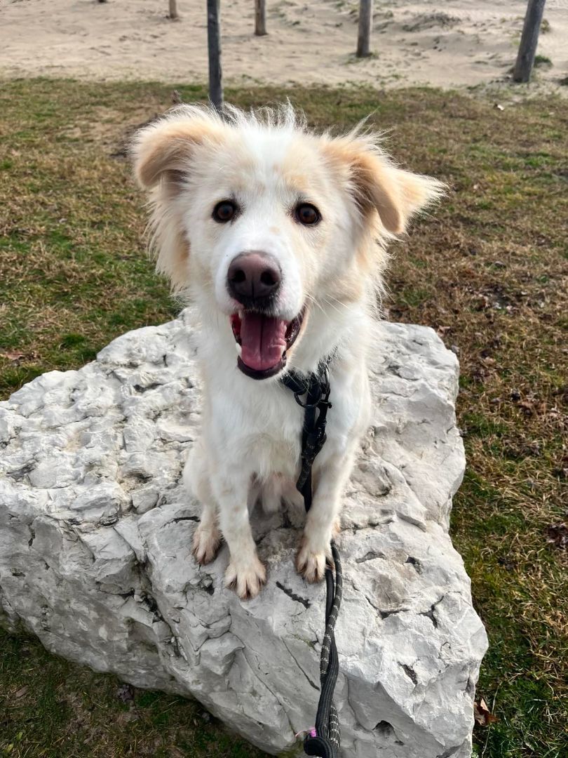 Oscar (20210310-01), an adoptable Mixed Breed in Niagara Falls, ON, L2E 5J4 | Photo Image 5